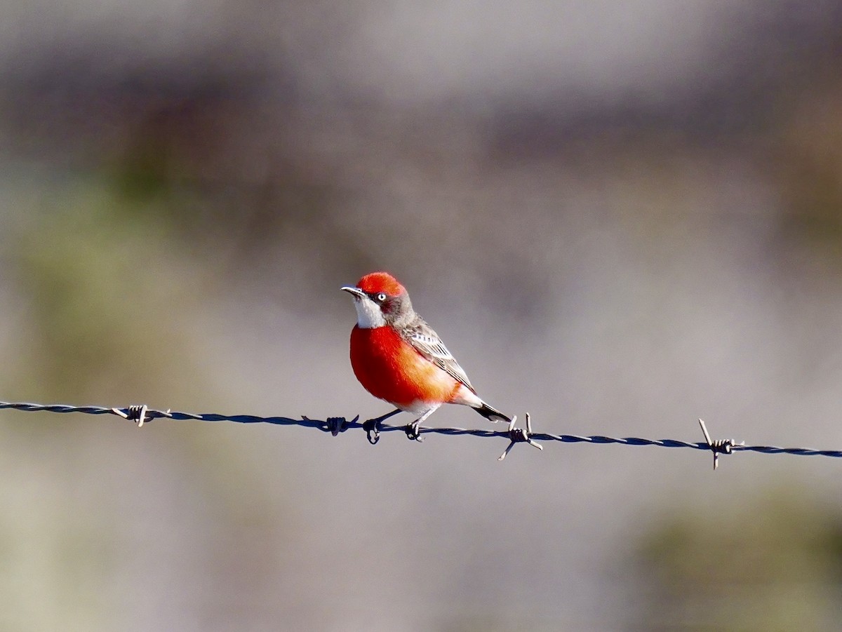 Crimson Chat - ML643452706