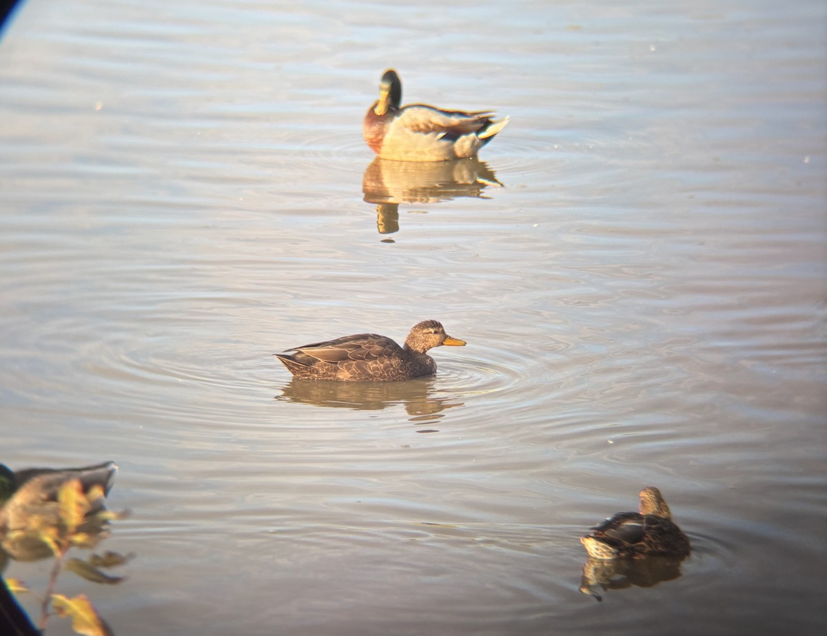 American Black Duck - ML643452728