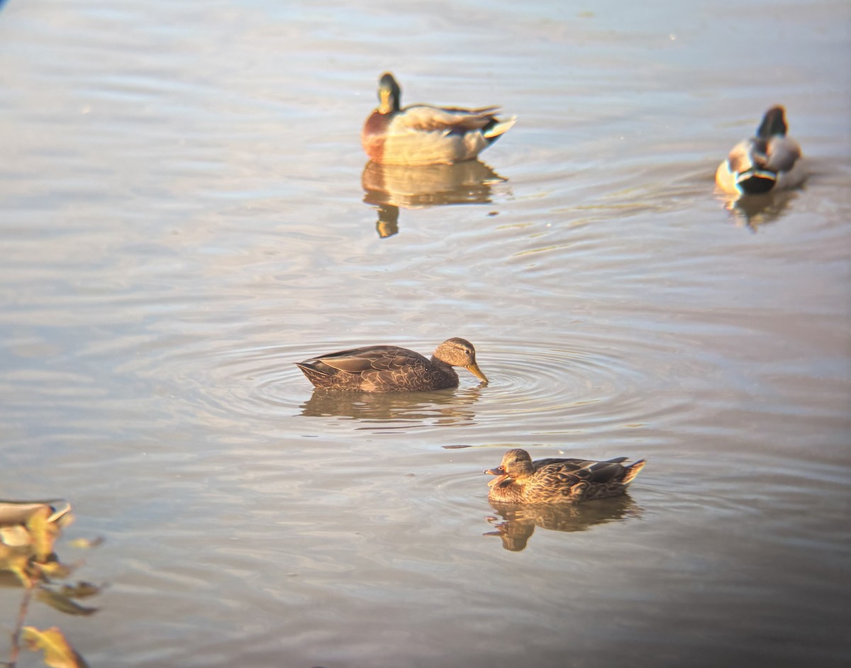 American Black Duck - ML643452729