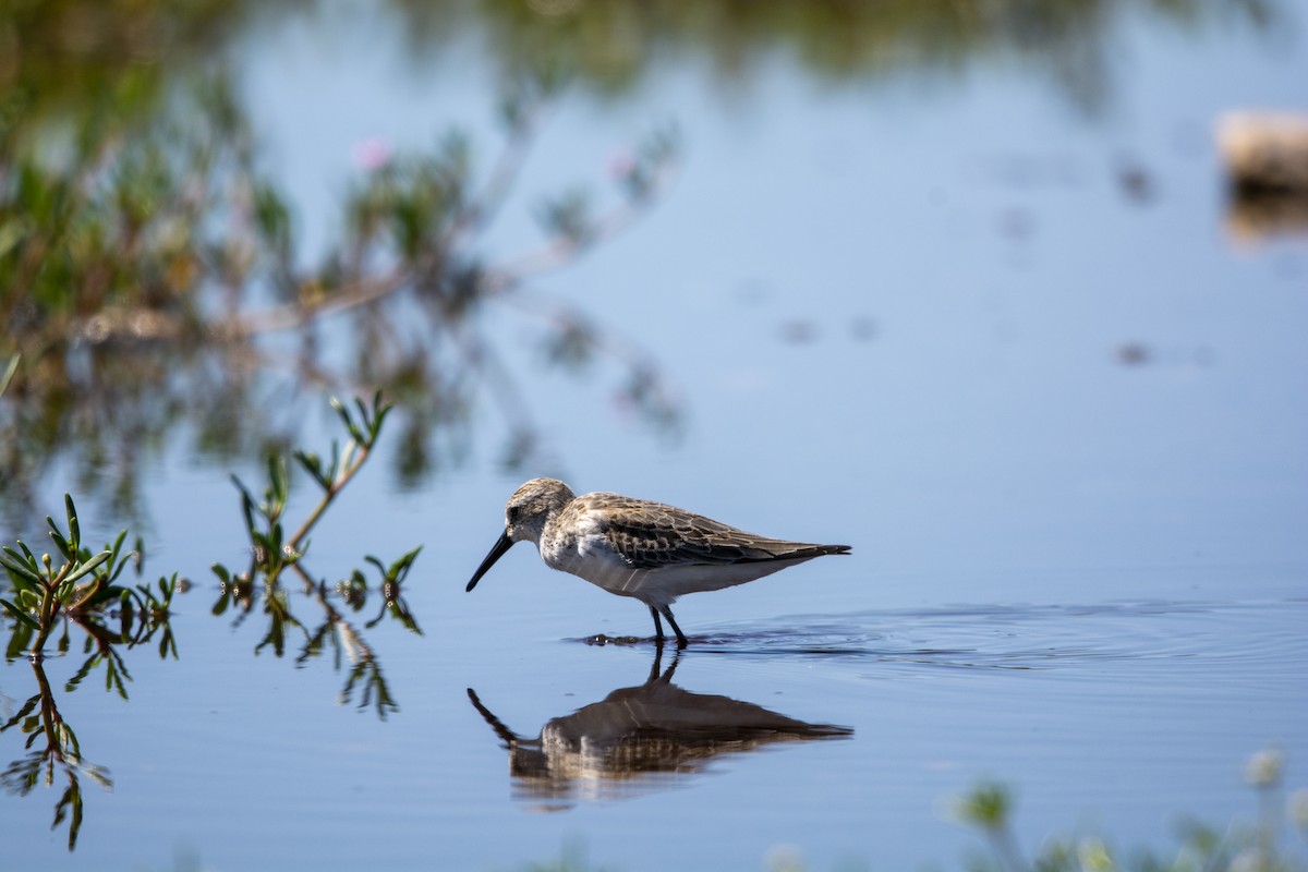 Western Sandpiper - ML643452740