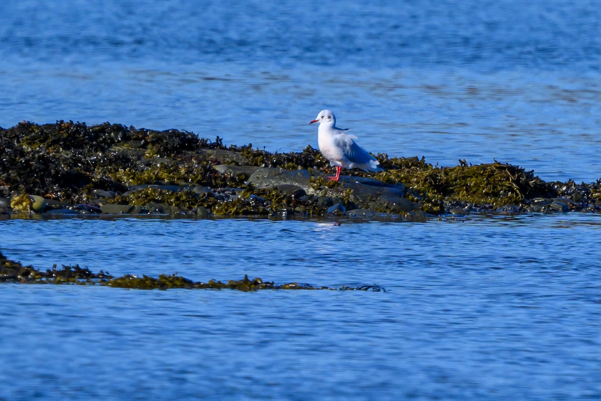 Black-headed Gull - ML643452756