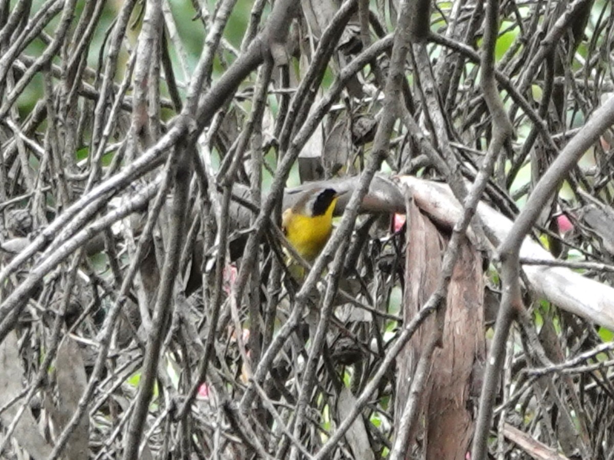 Common Yellowthroat - ML643452758