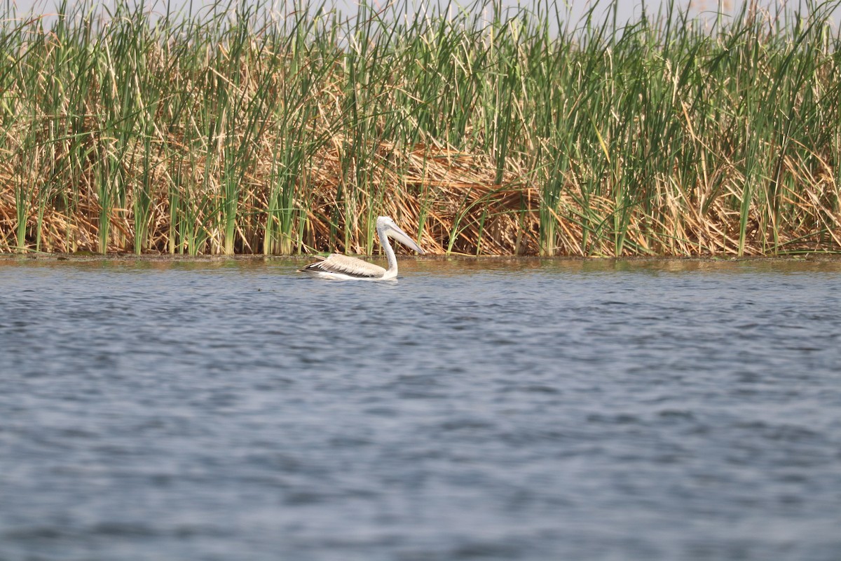 Pink-backed Pelican - ML643452778
