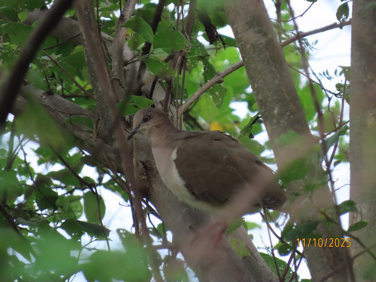 White-tipped Dove - ML643452787
