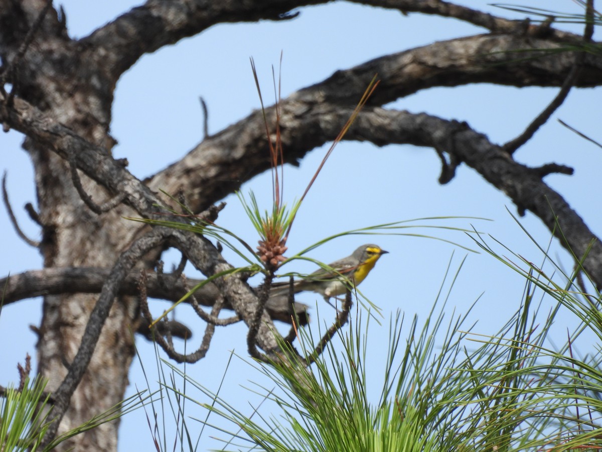 Grace's Warbler - ML643452791