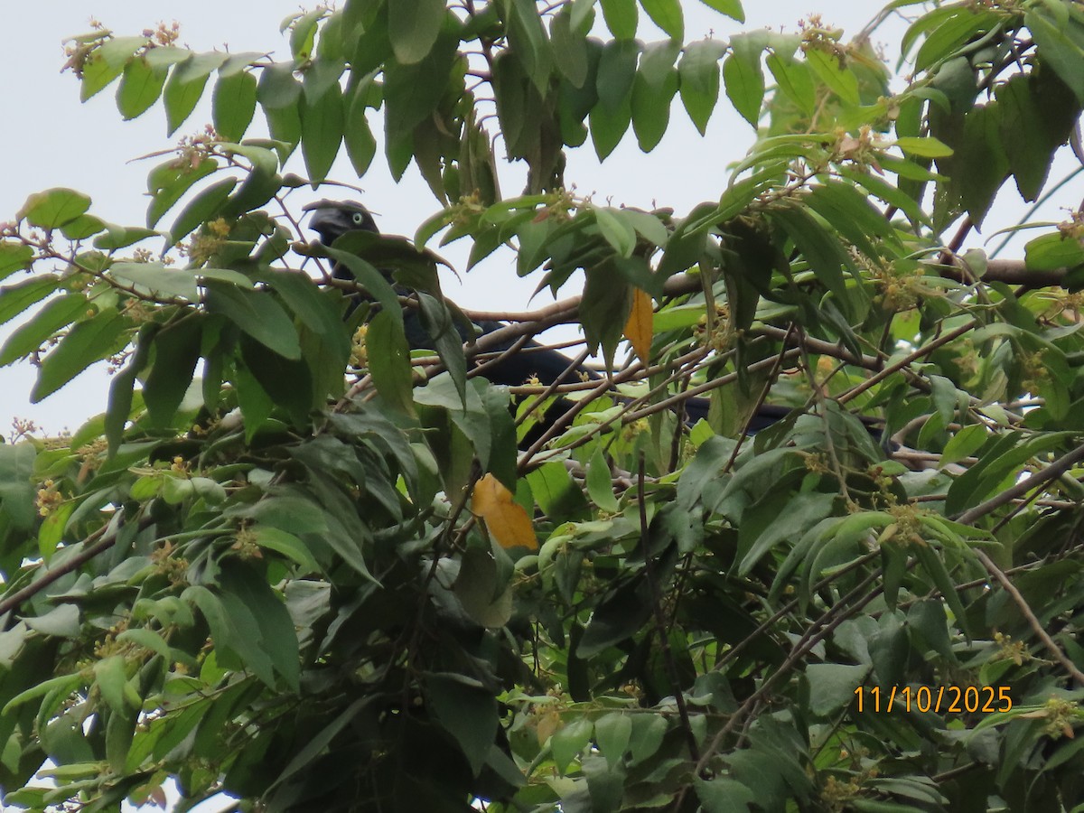 Greater Ani - ML643452795