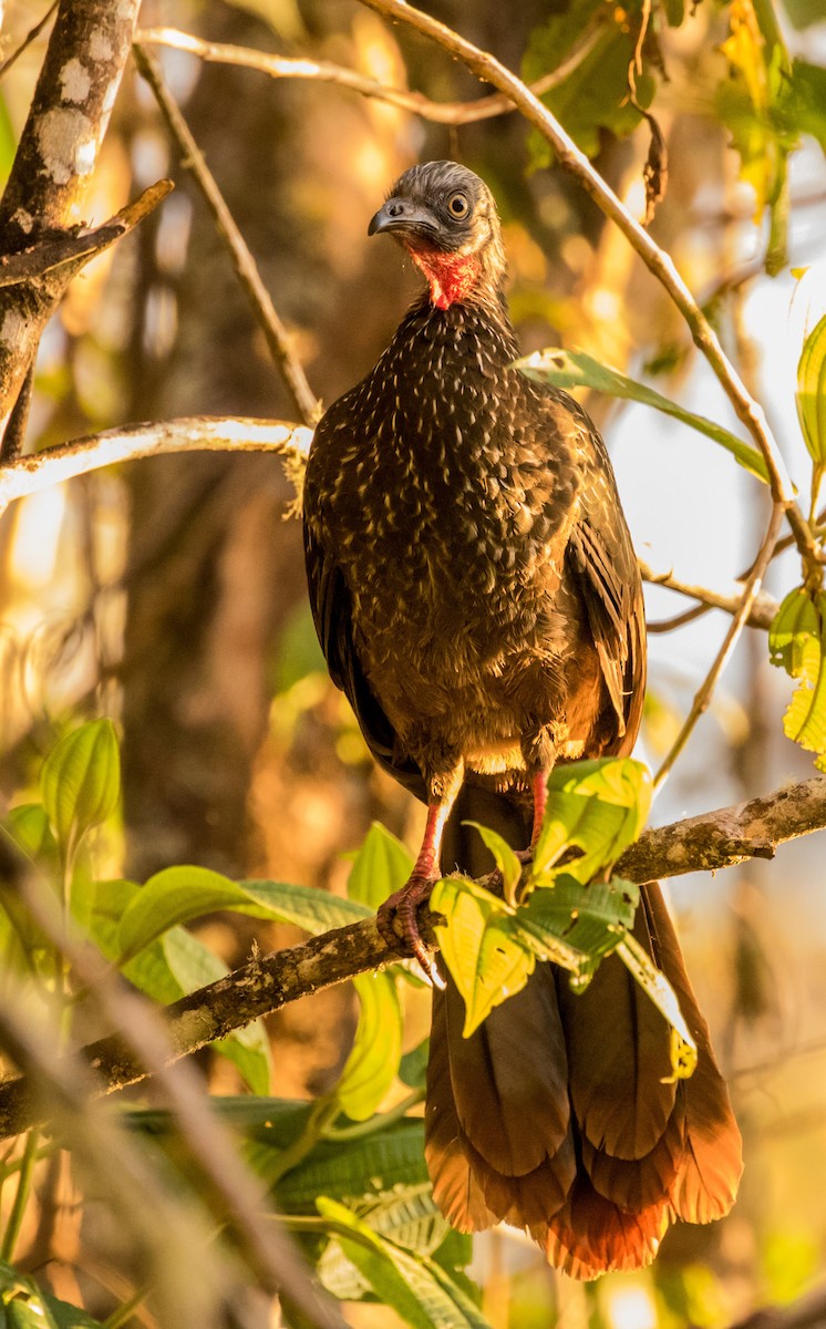 Band-tailed Guan - ML643452797