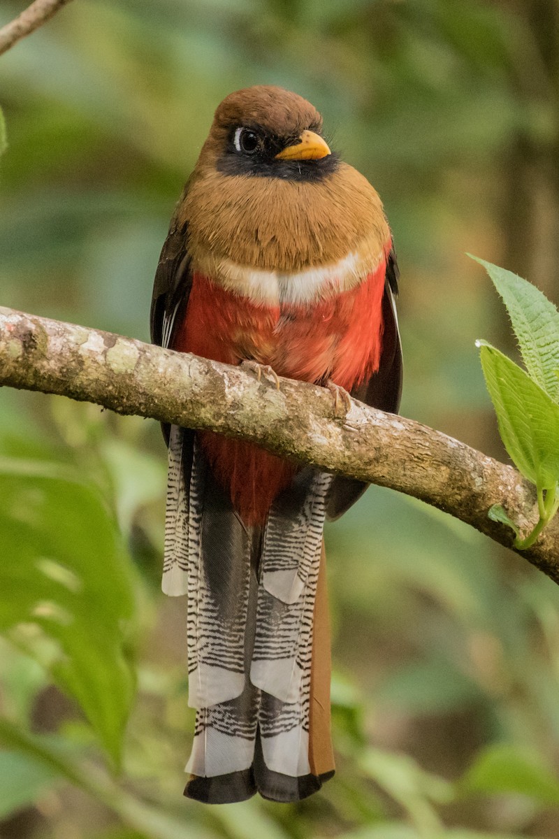 trogon škraboškový - ML643452800