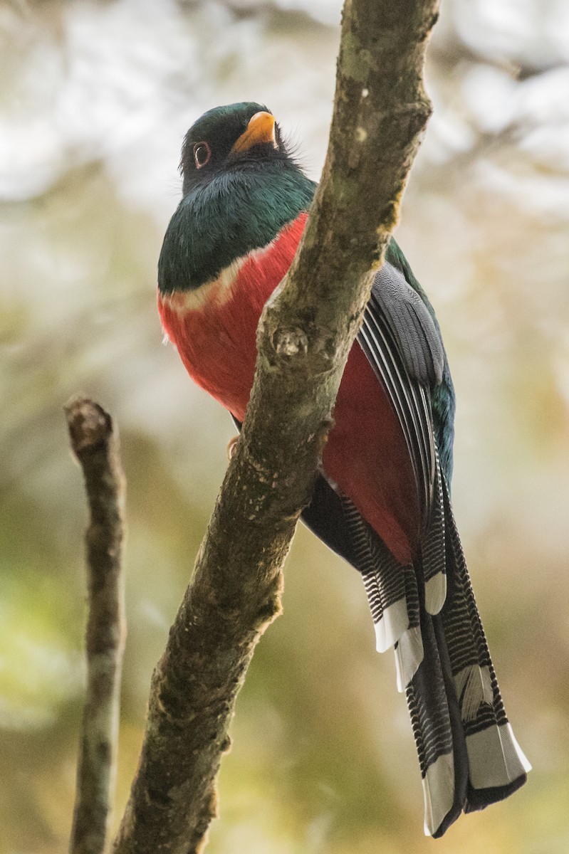 masketrogon - ML643452801