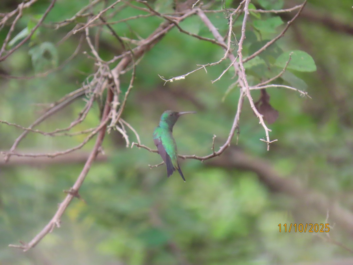Shining-green Hummingbird - ML643452811
