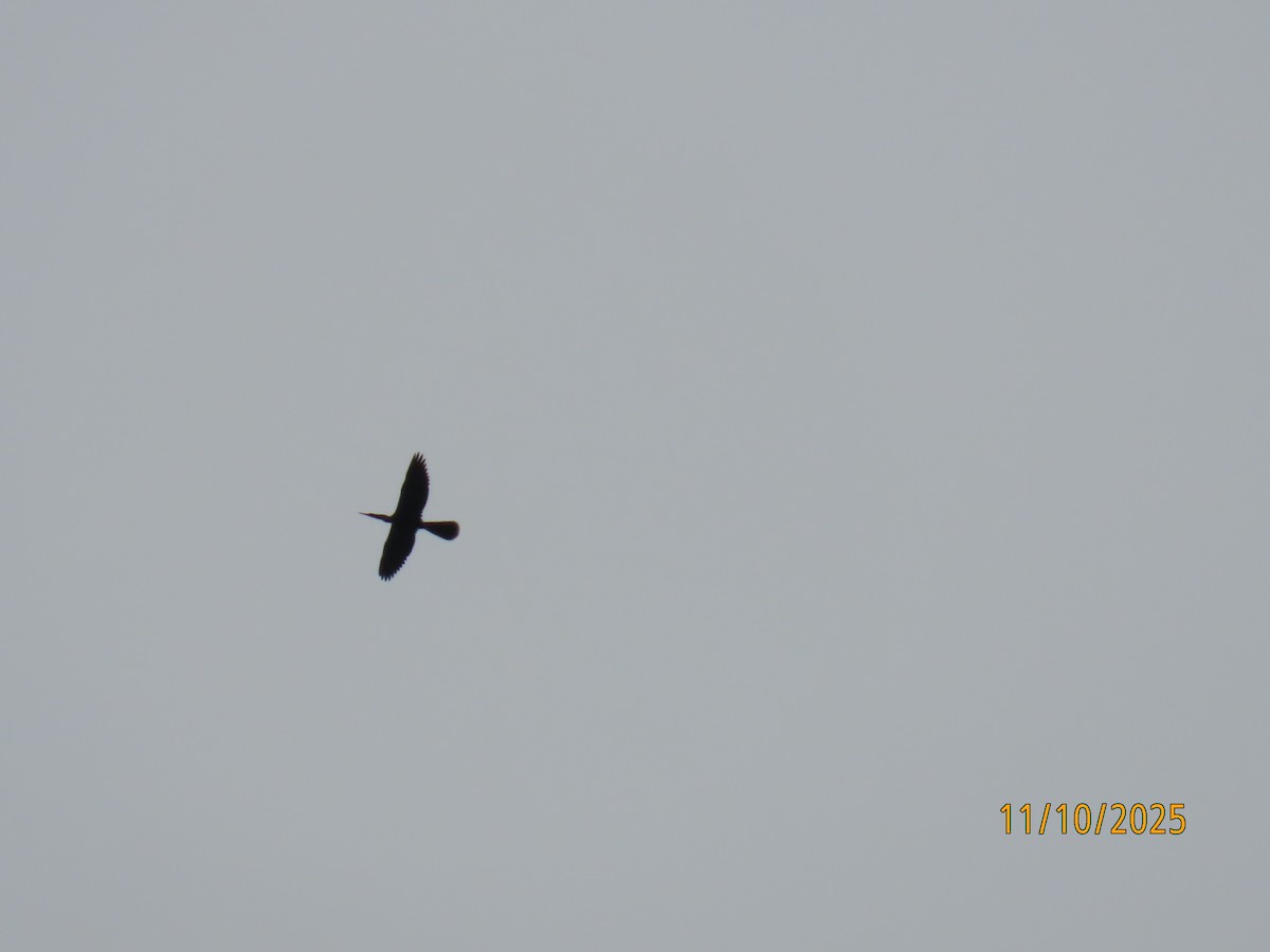 Anhinga - ML643452817