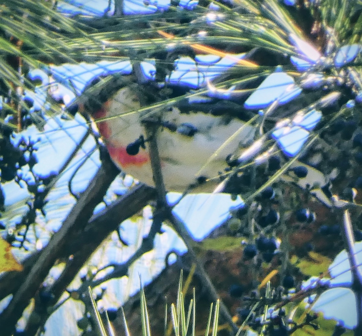 Rose-breasted Grosbeak - ML643452820