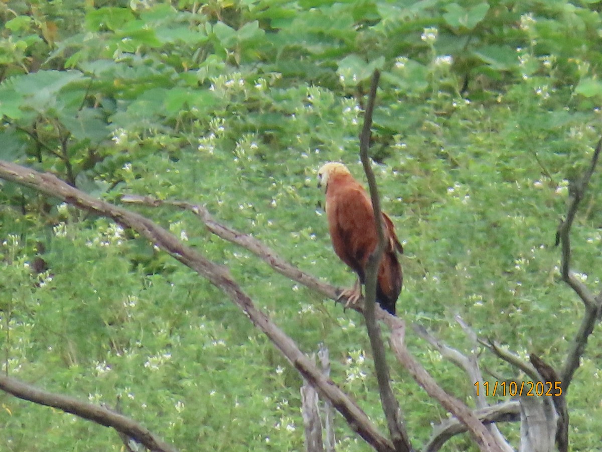 Black-collared Hawk - ML643452827