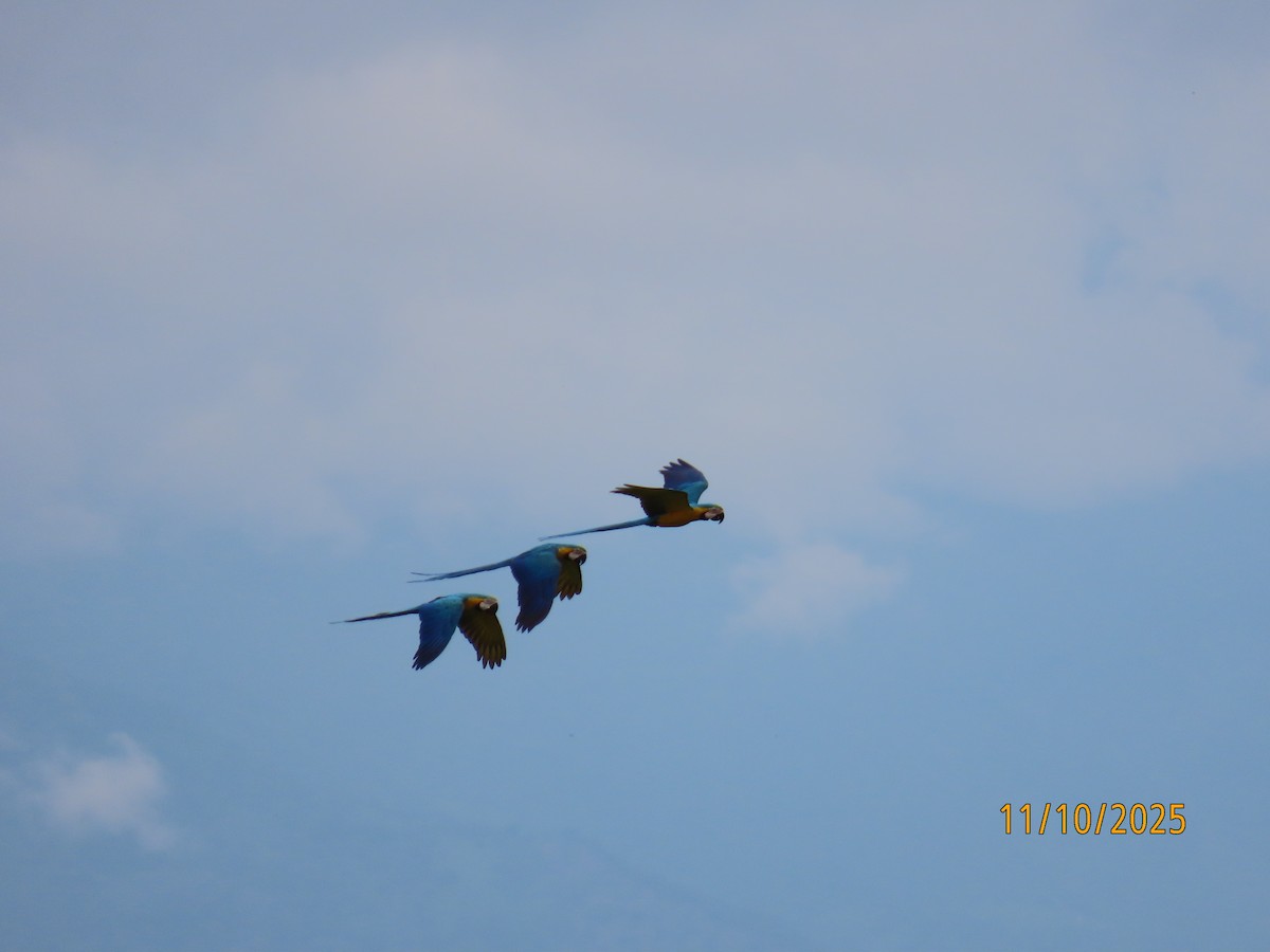 Blue-and-yellow Macaw - ML643452831