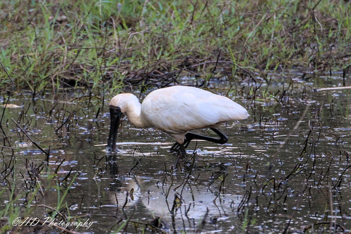 Royal Spoonbill - ML643452832