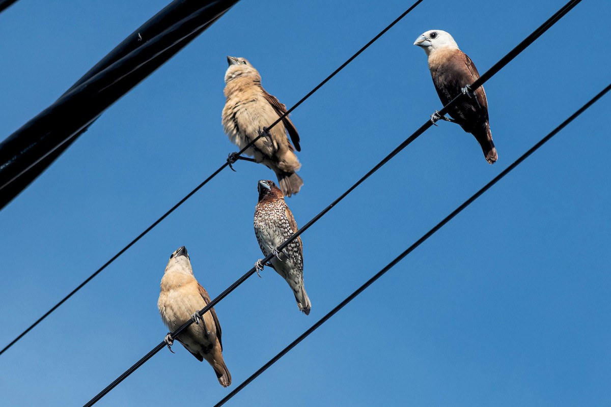 White-headed Munia - ML643452835