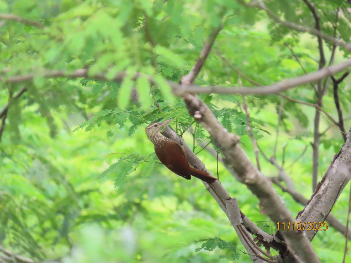 Straight-billed Woodcreeper - ML643452865