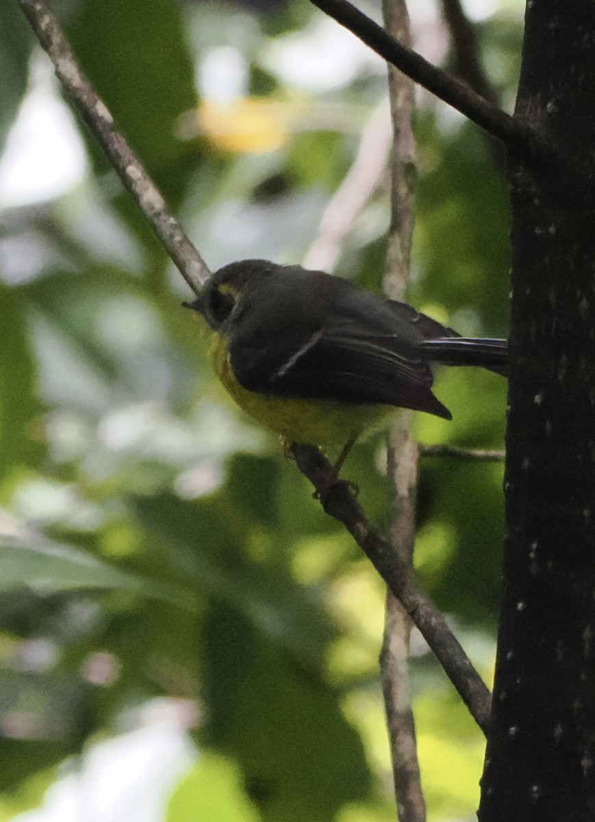 Yellow-bellied Fairy-Fantail - ML643452870