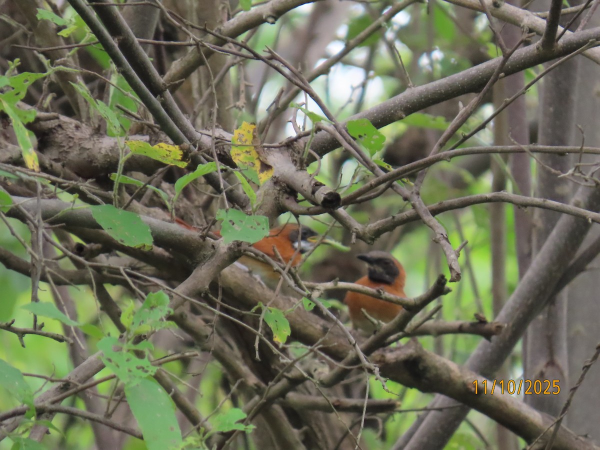 White-whiskered Spinetail - ML643452888