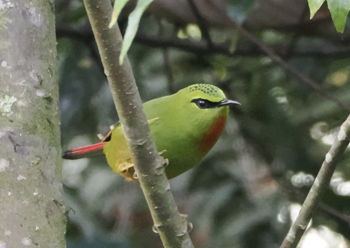 Fire-tailed Myzornis - ML643452892