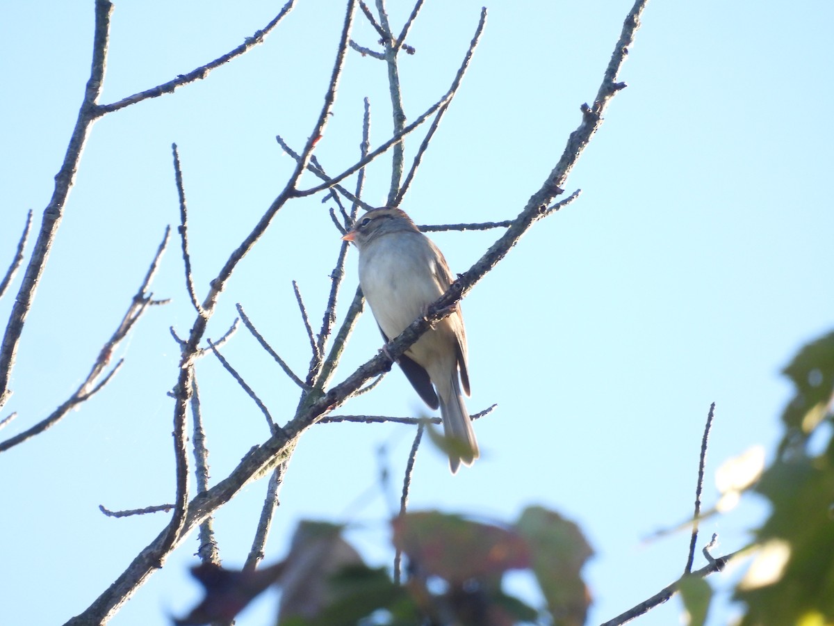 Chipping Sparrow - ML643452896
