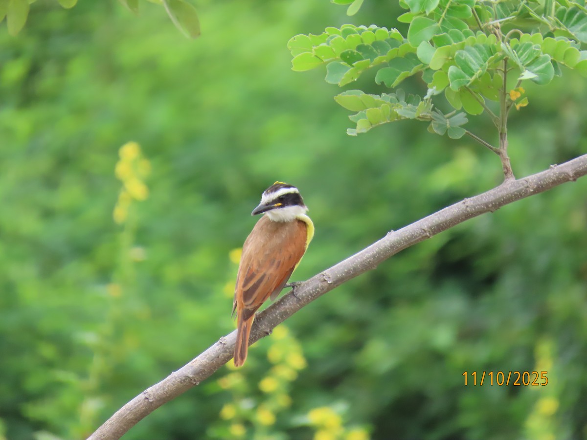 Great Kiskadee - ML643452897