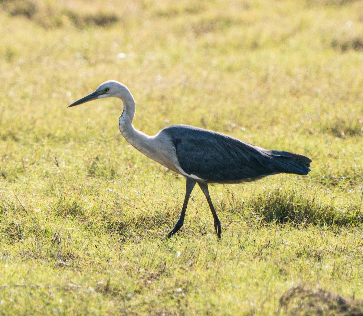 Pacific Heron - ML643452902