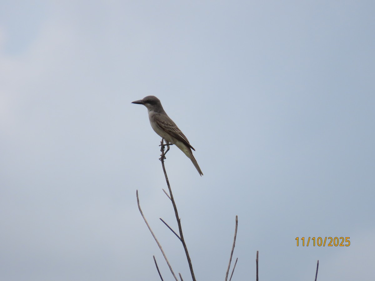 Gray Kingbird - ML643452903