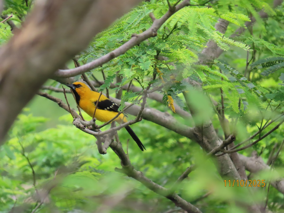 Yellow Oriole - ML643452911