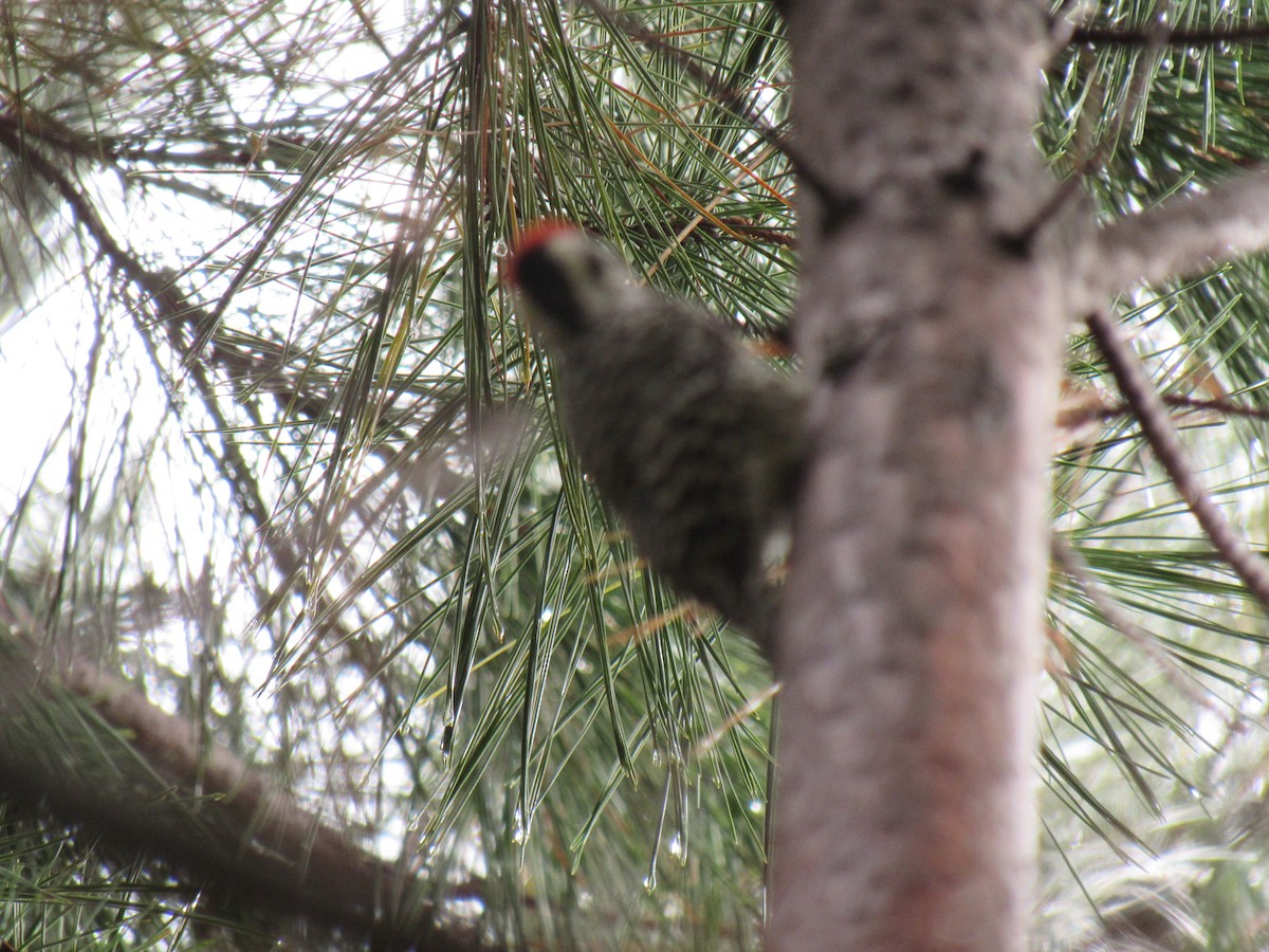 Striped Woodpecker - ML643452913