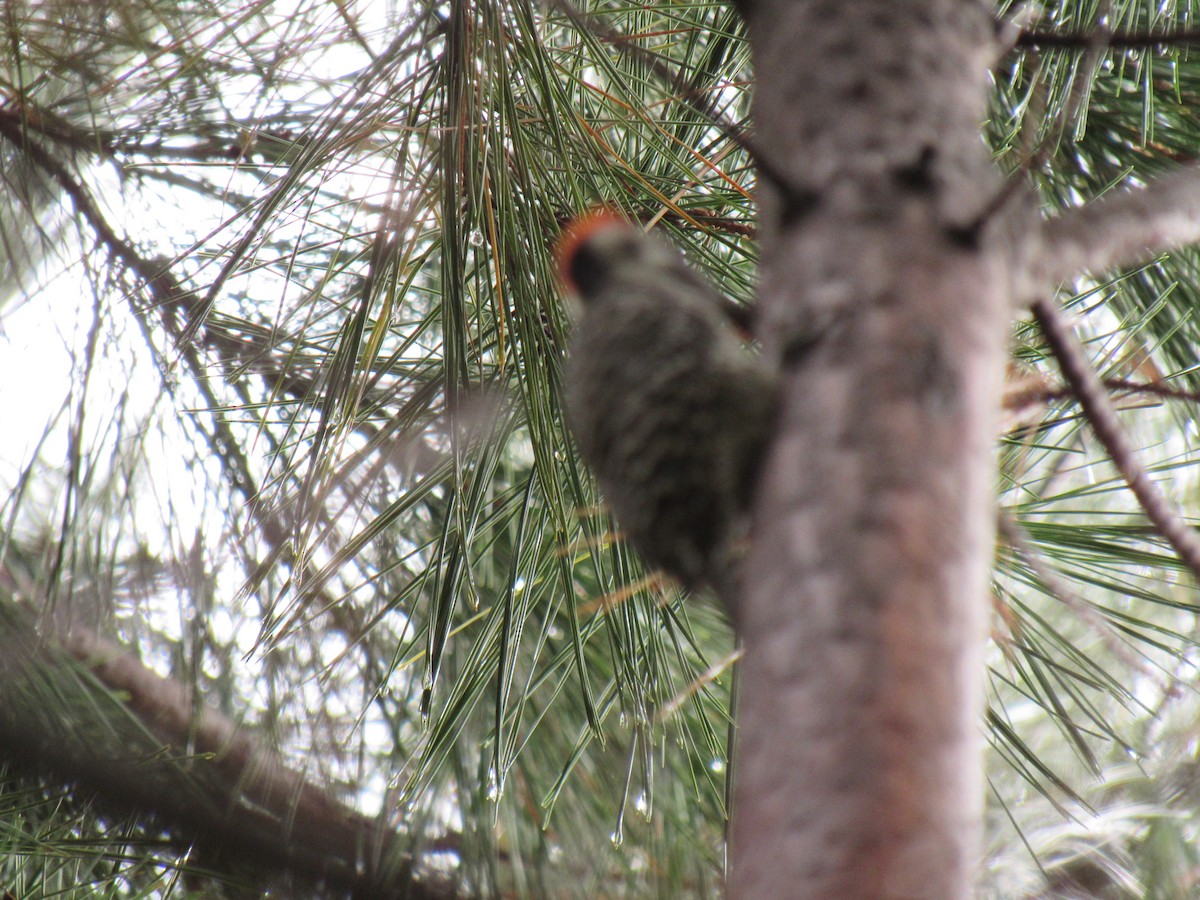 Striped Woodpecker - ML643452915