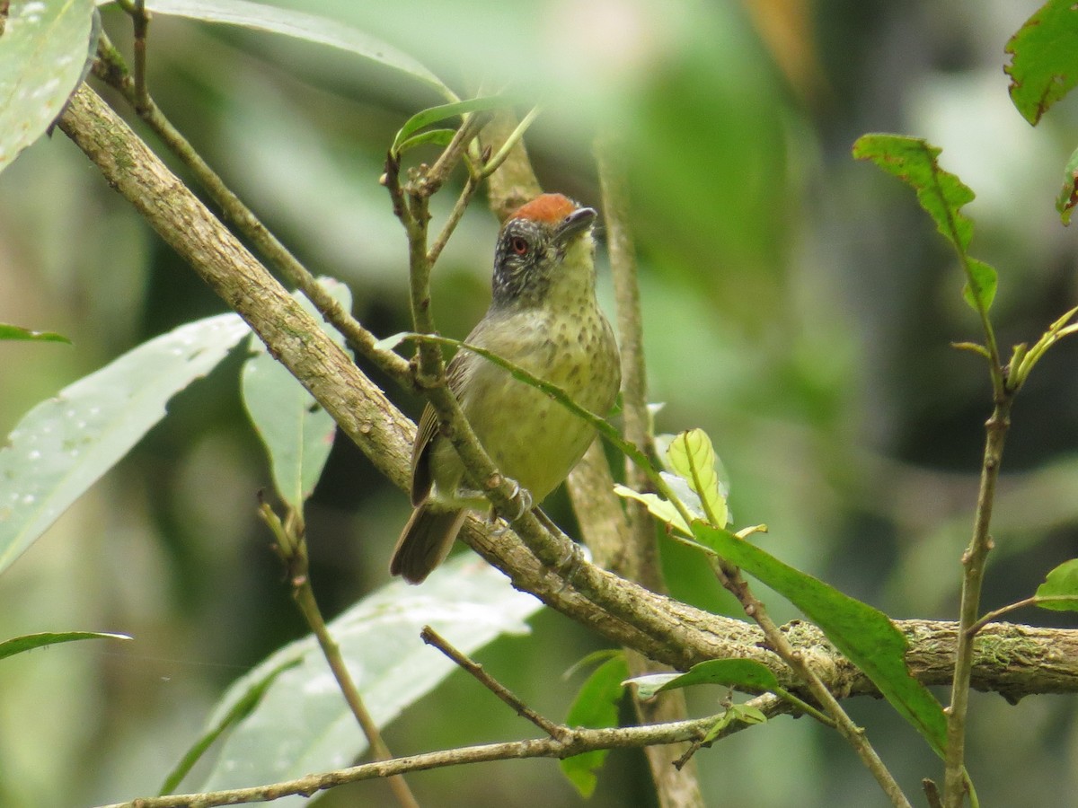 Spot-breasted Antvireo - ML643452917