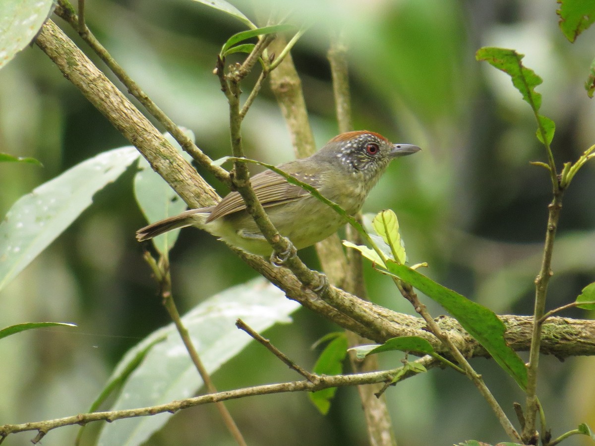 Spot-breasted Antvireo - ML643452918