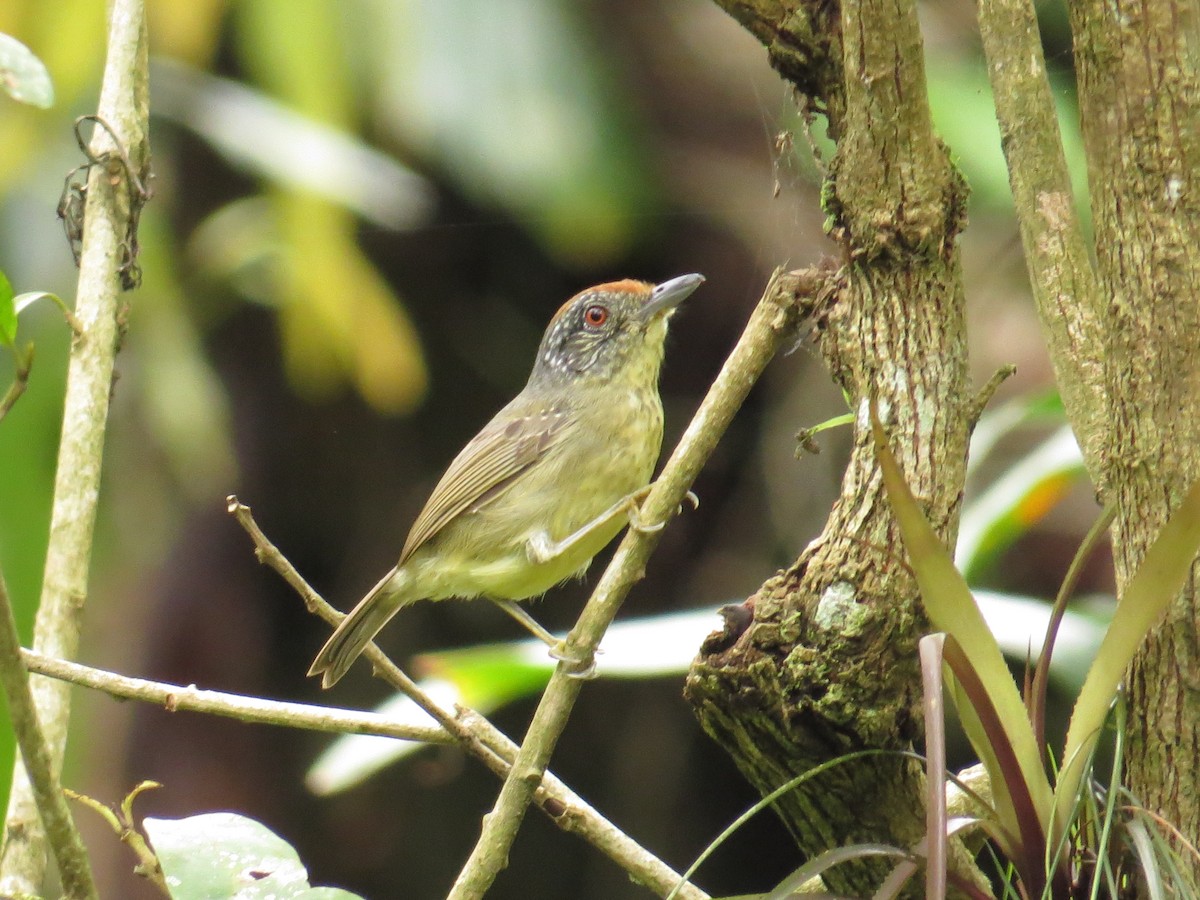 Spot-breasted Antvireo - ML643452919