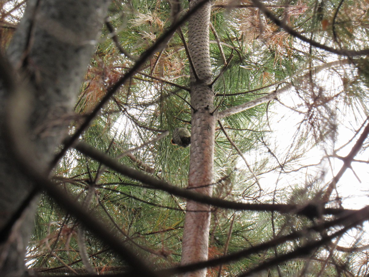 Striped Woodpecker - ML643452926
