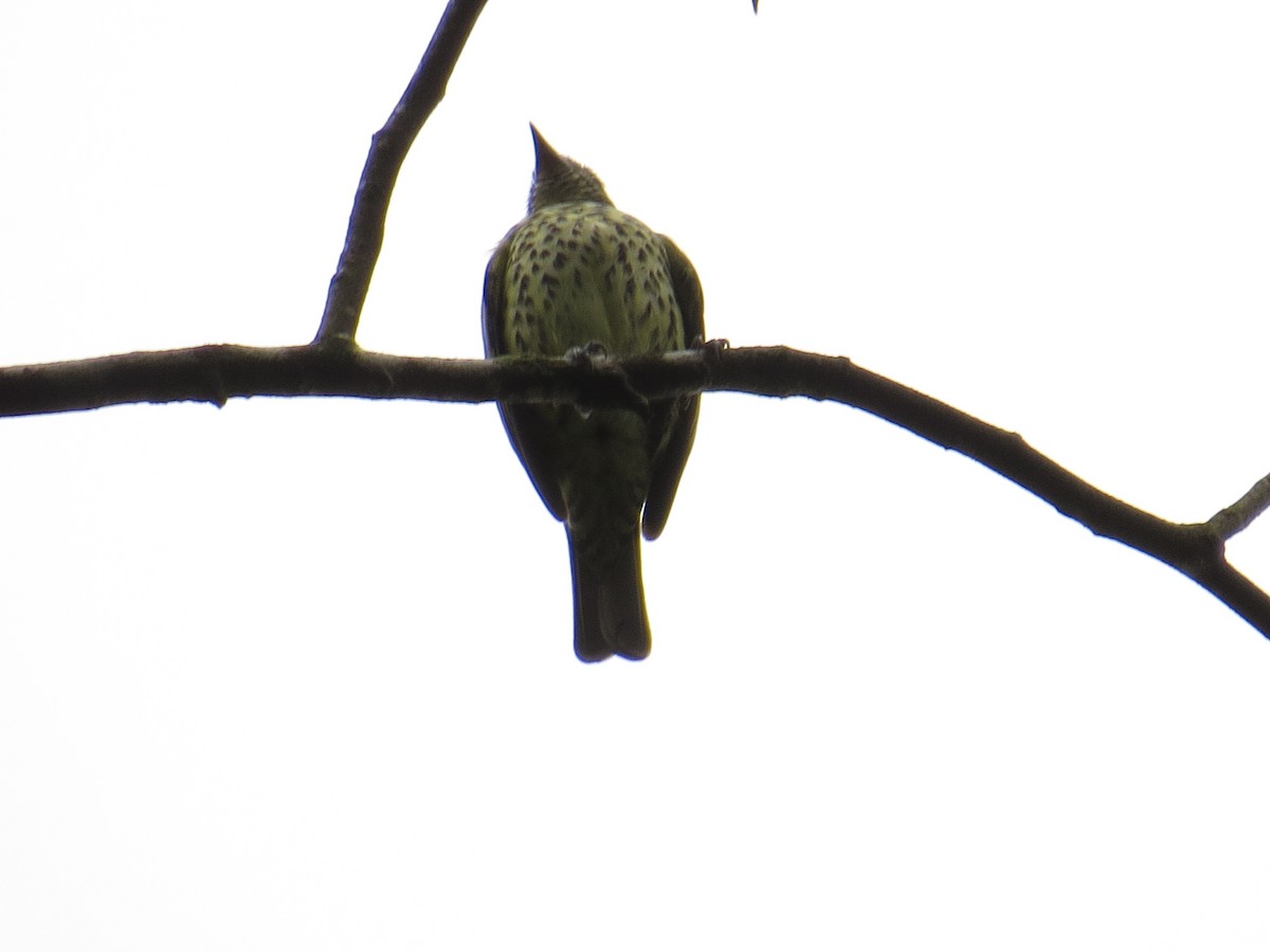Sharpbill - ML643452933