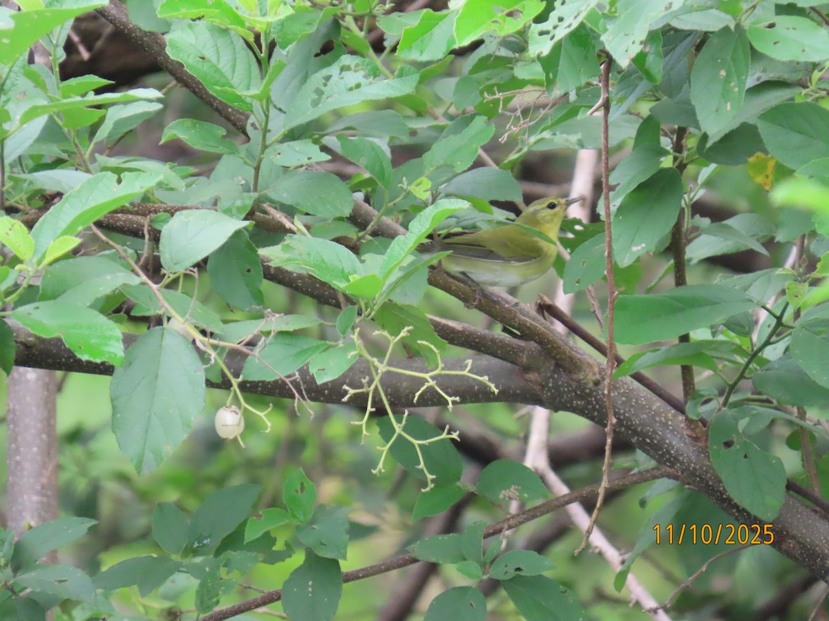 Tennessee Warbler - ML643452936