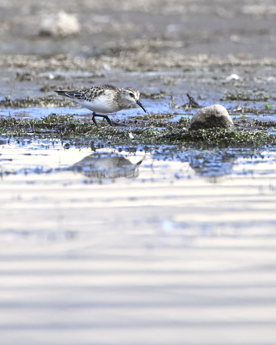 kleiner Strandläufer, unbestimmt - ML643452955