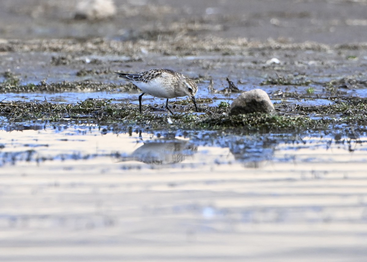 kleiner Strandläufer, unbestimmt - ML643452956
