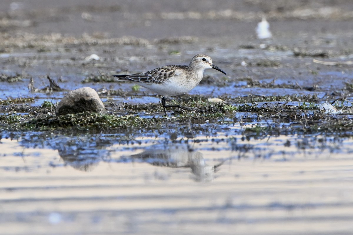 kleiner Strandläufer, unbestimmt - ML643452957
