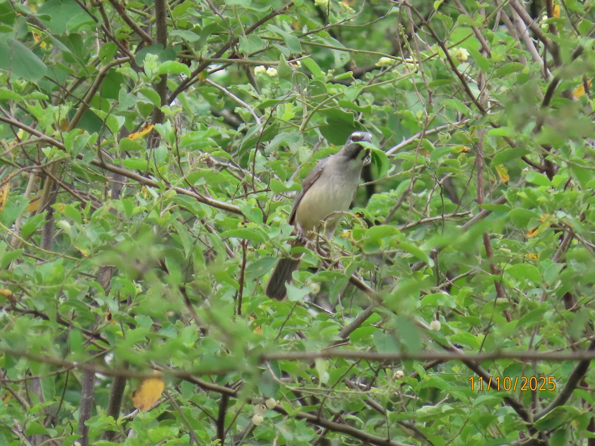Olive-gray Saltator - ML643452959