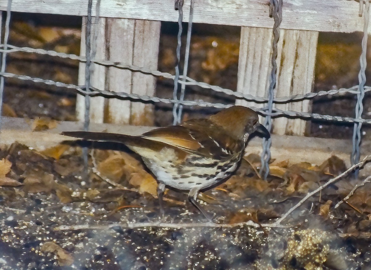 Brown Thrasher - ML643452985