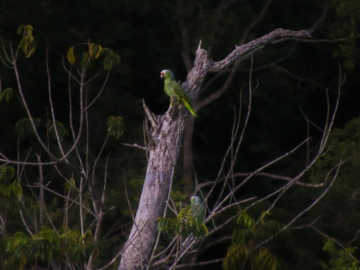 Red-lored Amazon - ML643452998