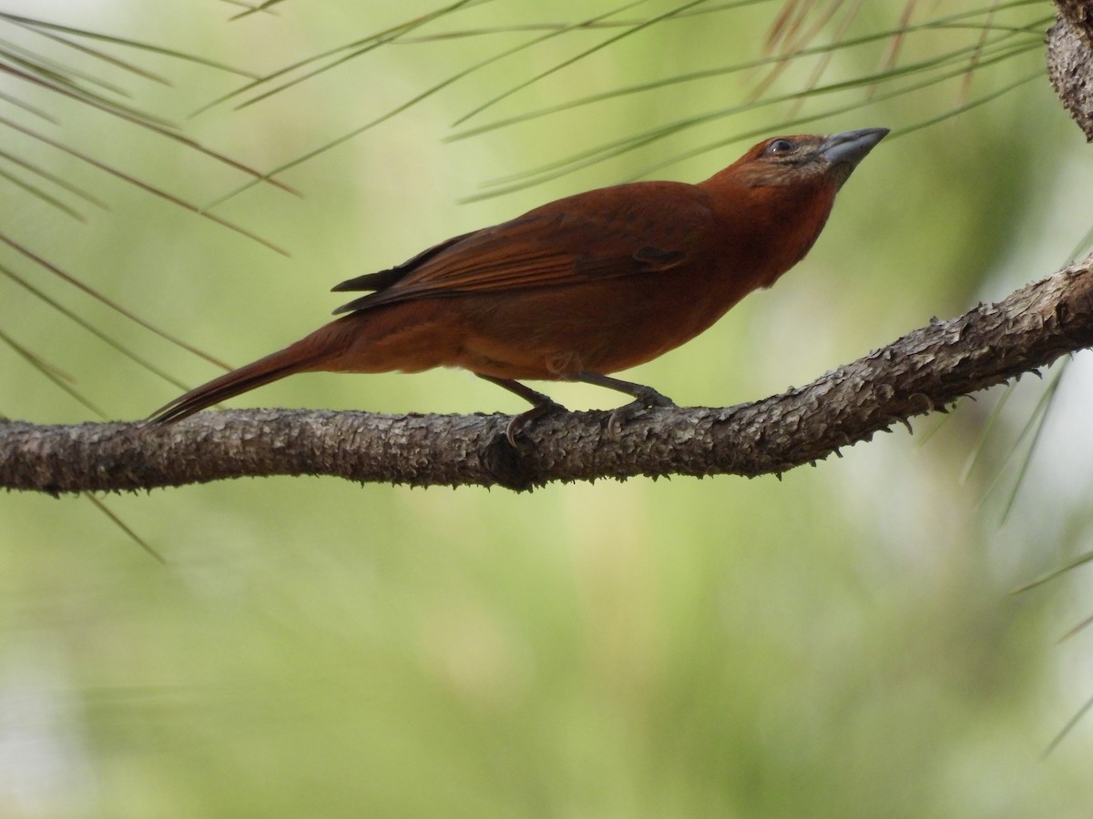 Hepatic Tanager - ML643453005