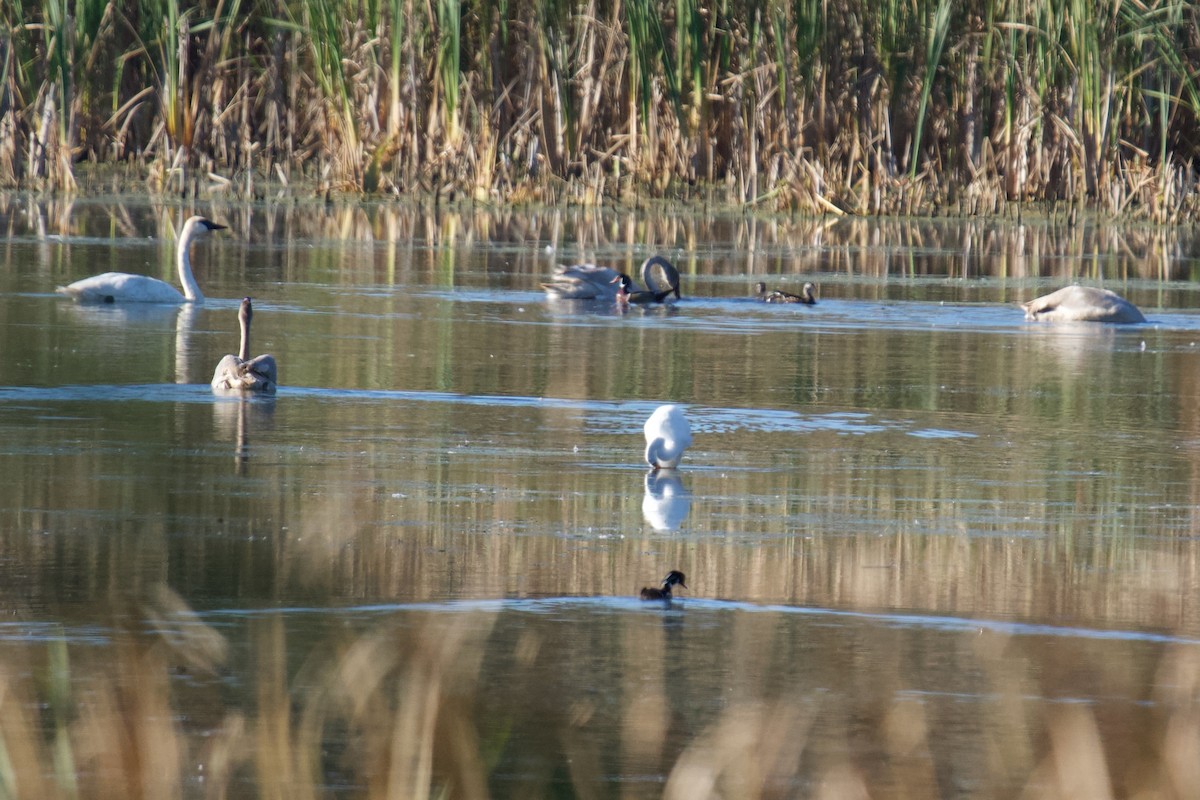 Trumpeter Swan - ML643453013