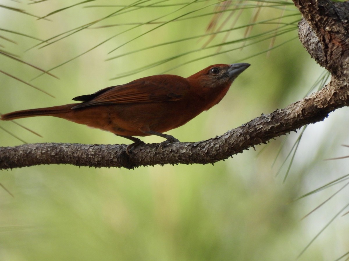 Hepatic Tanager - ML643453015