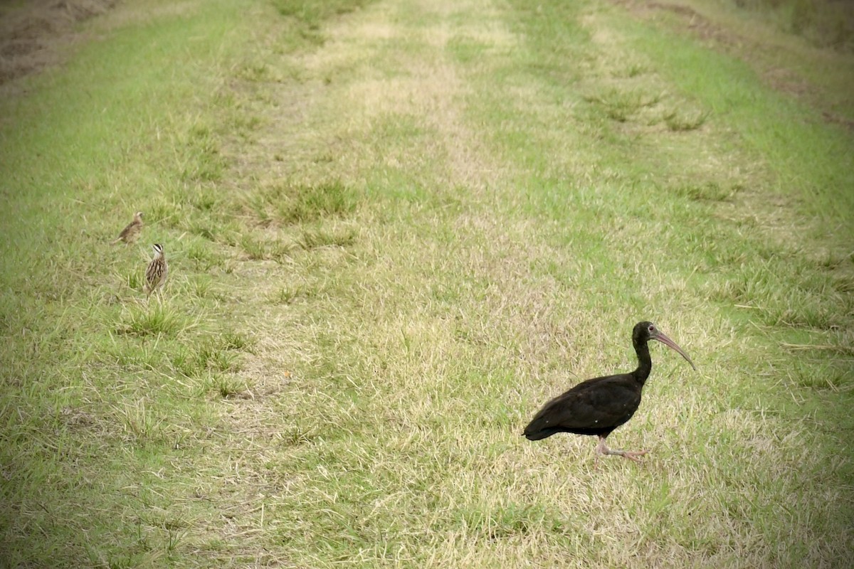 Ibis Afeitado - ML643453017