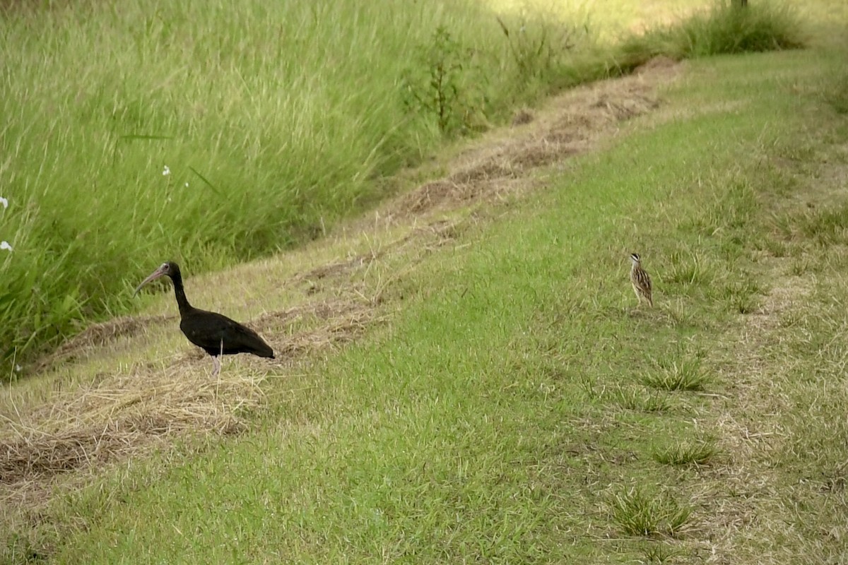 Ibis Afeitado - ML643453018