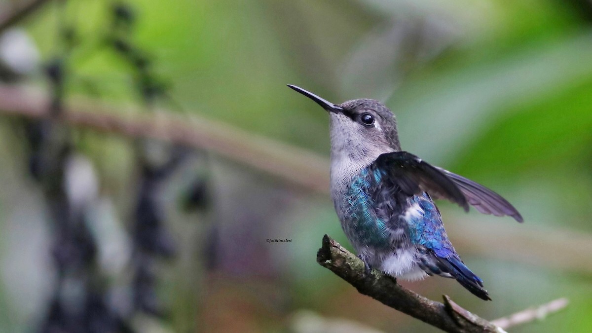 Bee Hummingbird - ML643453019