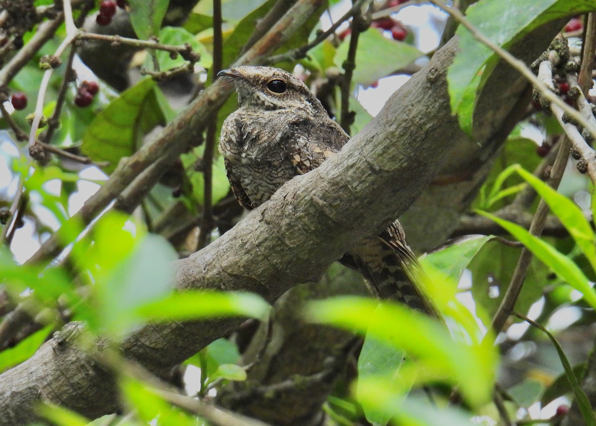 Ladder-tailed Nightjar - ML643453039